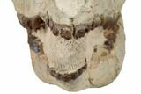 7.8" Fossil Horse (Mesohippus) Skull - South Dakota - #192495-6